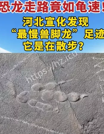 慢速恐龙行迹